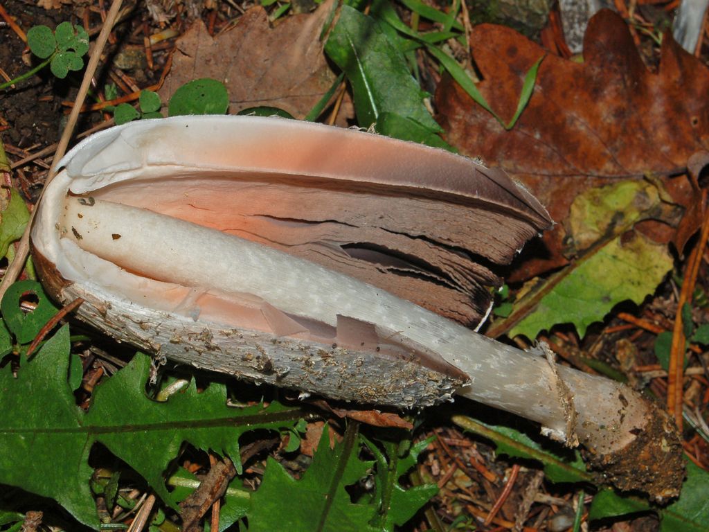 Coprinus comatus